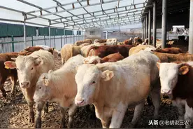 有人说：2021年养牛有“三大风险”，是不是真的呢？图片