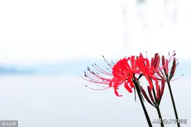 三生石在西湖？难怪许仙和白娘子断桥相会，一切都是缘分图片