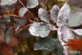 春天是白粉病高发期，别等到盆景布满白粉才防治，提前预防是关键图片