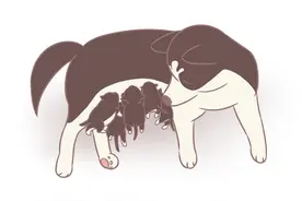 “猫三狗四”的说法还在流传？别再被误导啦，其实不是这么回事图片