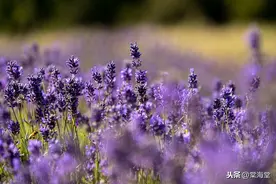 神秘的紫色带来夏日的风景--英国伦敦薰衣草盛放图片