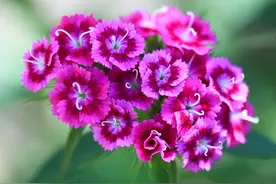 这些“假花”比真花好养，别不信，假花比真花多是有道理的图片