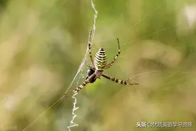 英语原版阅读：There is a spider in the attic图片