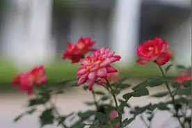 网购月季花价格虽便宜，却是考验养护技术的活，切记注意这几点图片