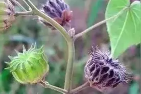路边常见的植物，今天终于知道叫什么名了，很全图片
