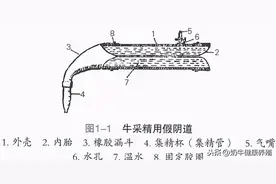 牧场奶牛人工授精技术图片