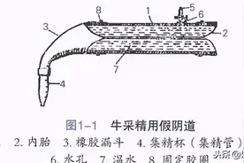牧场奶牛人工授精技术图片