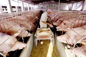 养猪出了3个省首富，养鸡富豪数量多，养鸭养牛呢，看出山东强了图片
