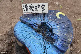 树桩如何变废为宝？水彩画助其重获新生，艺术家：准备画500幅图片