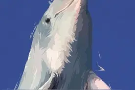 没有血腥的杀戮——长江中哭泣的白鳍豚图片