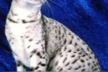 猫咪百科之埃及猫图片