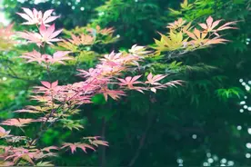 风去叶转静，树默鸟更鸣。清凉农家院，琅琅晨读声图片
