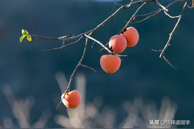 俗语：“男怕柿子女怕梨，母猪最怕西瓜皮”，有什么道理？图片