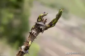 通身长满尖刺、人人都讨厌的植物，如今卖128元一斤，为啥呢？图片