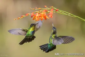 色盲是怎么回事？为什么鸟能看到更多的颜色图片
