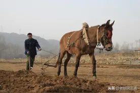 动物趣话：骡子为啥分“马骡”和“驴骡”？骡子真的不能生育吗？图片