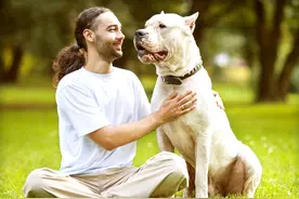 专业猎狼的十种犬图片