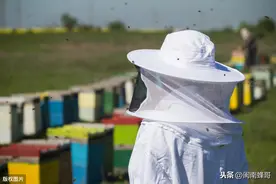 具备天时地利人和，蜜蜂却不强反弱，真是蜂蜜惹的祸吗图片