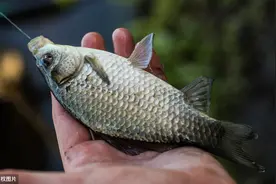 逗钓新发现：从钩饵缓沉、摆动，找到快速诱鱼“进窝”的诀窍图片