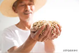 2021年景如何？四马驮谷，六人分饼是啥意思？看完农谚就知道图片