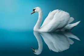 《丑小鸭》| 丑小鸭的三次华丽转身，实现了从自卑到超越图片