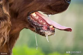 天气炎热，出门游玩请远离狗！了解一下狂犬病就知道原因了图片