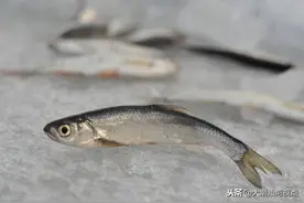 潮汕民间玩乐：斗鱼·斗蟋蟀图片