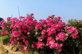 绿化带常见藤本月季，四季花开，花量超多，强健皮实，盆栽也可以图片
