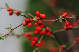昨夜雨疏风骤，想起《如梦令》，还有跟rain有关的英语词汇图片