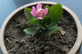 5月扦插的长寿花，又长出了花苞，要不要留？看看小花匠怎么回答图片