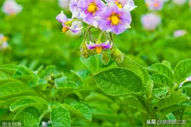 马铃薯是根是果，马铃薯开花结出的是种子吗，能种吗图片