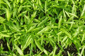 细叶空心菜种植方法很简单，采摘越多长得越多图片
