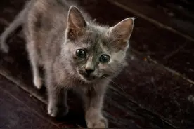 猫咪患抑郁症的5大症状，主人可不要忽视图片