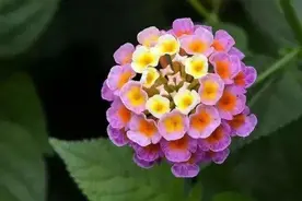 颜色变换活泼俏丽的如意草，五色梅这么养护，五彩缤纷和睦温馨图片