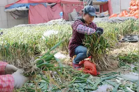 老辈人教的储存大葱妙招，效果真不错，大葱冬储不干不烂不空杆图片