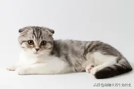 苏格兰折耳猫怎么交配？交配的注意事项有哪些？图片
