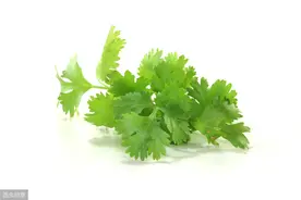 不吃香菜是因为我们的味觉和嗅觉受基因控制图片