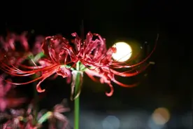 农村称之为“鬼花”，有人却养在家里，花友：拔了，不吉利图片