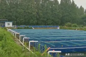 废弃猪场改建养水蛭半年，收吊干160公斤，毛收入21.9万图片