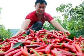 仅1个月，辣椒价格猛跌10倍，地头价跌至8毛，农民想不通为何图片