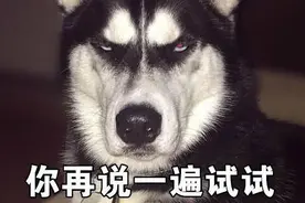 完了，我家狗狗以为它是我亲生的，该怎么向它解释图片