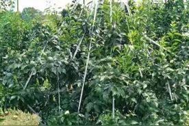 促花用多效唑，少用芸苔素，苄氨基嘌呤啥时用？3种调节剂介绍图片