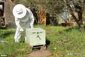 纠结！不想分蜂想换王怎么办？一招先分后合定乾坤图片