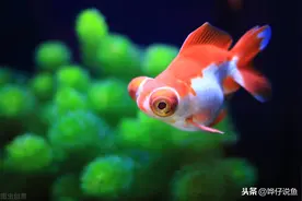 明明是低密养鱼，金鱼为啥还是缺了氧？溶氧高不代表刚刚好｜辟谣图片