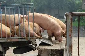 抢猪大战还未落幕，抢鸡大战又开始了，养鸡户的春天来了图片