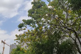 太阳当空照图片