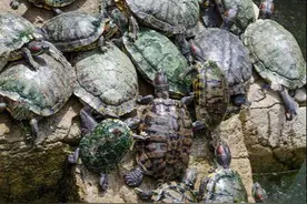 重庆公厕里突然爬出好多乌龟，专家说和800年前的事有关图片