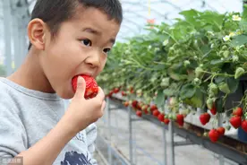 牛奶草莓超好吃，但怎么种呢？农户有了解吗？图片