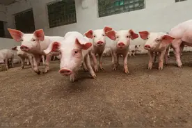 4点原因决定喂猪是干料好图片