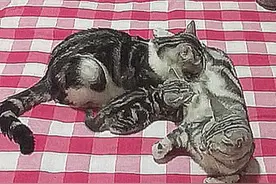 母猫正在给幼崽喂奶，突然感觉腹部力道加重，转头一看心凉了图片